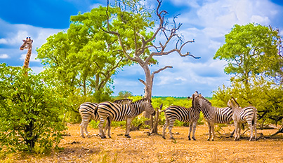 14-daagse Rondreis – Magisch Zuid-Afrika